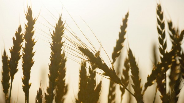 Абрамченко заявила о необходимости регулирования в сегменте фермерской продукции Абрамченко заявила о необходимости регулирования в сегменте фермерской продукции