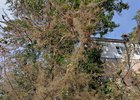 Иркутяне пожаловались на распространение горностаевой моли в городе
Иркутяне пожаловались на распространение горностаевой моли в городе